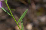 Showy milkwort